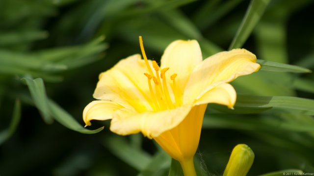 Yellow Flower